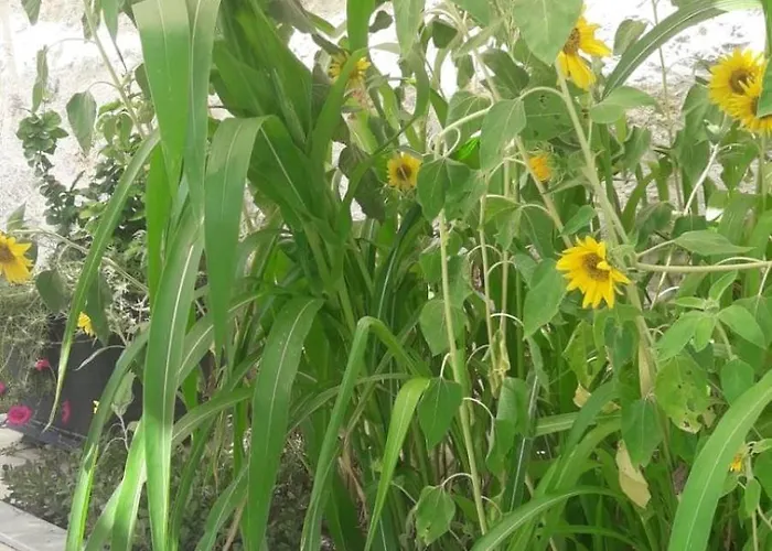 Sarp Kalkan * 卡斯